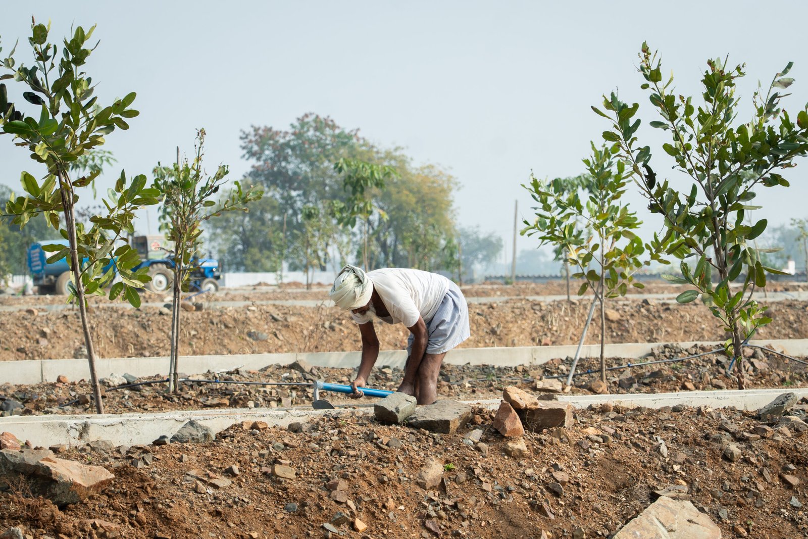 Plantation work